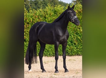 Hannover, Giumenta, 3 Anni, 172 cm, Morello