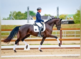 Hannover, Giumenta, 3 Anni, 172 cm, Morello