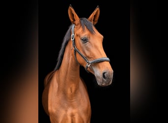 Hannover, Giumenta, 3 Anni, 173 cm, Baio