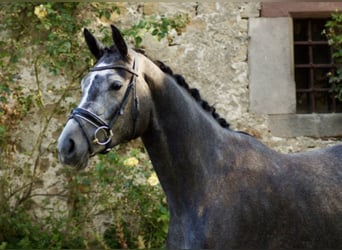 Hannover, Giumenta, 3 Anni, 173 cm, Grigio
