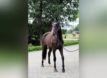 Hannover, Giumenta, 3 Anni, 173 cm, Morello