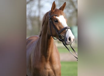 Hannover, Giumenta, 3 Anni, 174 cm, Sauro