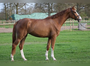 Hannover, Giumenta, 3 Anni, 174 cm, Sauro