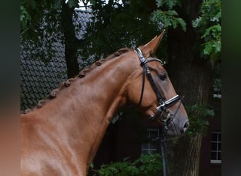 Hannover, Giumenta, 3 Anni, 178 cm, Sauro