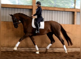 Hannover, Giumenta, 3 Anni, 178 cm, Sauro