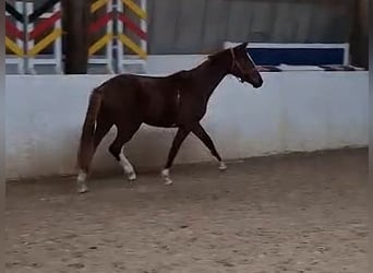 Hannover, Giumenta, 3 Anni, Sauro