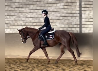 Hannover, Giumenta, 4 Anni, 154 cm, Sauro scuro