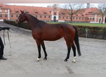 Hannover, Giumenta, 4 Anni, 155 cm, Baio