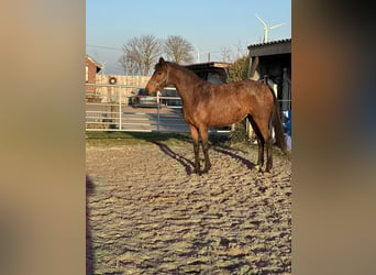 Hannover, Giumenta, 4 Anni, 160 cm, Baio