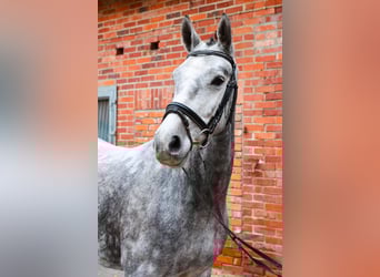 Hannover, Giumenta, 4 Anni, 160 cm, Grigio