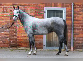 Hannover, Giumenta, 4 Anni, 160 cm, Grigio
