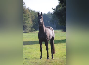 Hannover, Giumenta, 4 Anni, 160 cm, Morello