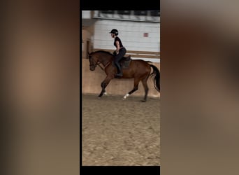 Hannover, Giumenta, 4 Anni, 162 cm, Baio
