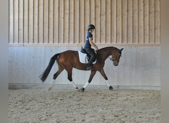 Hannover, Giumenta, 4 Anni, 162 cm, Baio