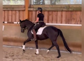 Hannover, Giumenta, 4 Anni, 162 cm, Baio nero