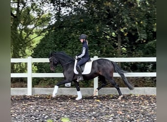 Hannover, Giumenta, 4 Anni, 162 cm, Baio scuro