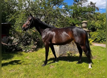 Hannover, Giumenta, 4 Anni, 162 cm, Baio scuro