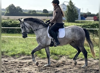 Hannover, Giumenta, 4 Anni, 162 cm, Leardo