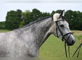 Hannover, Giumenta, 4 Anni, 162 cm, Leardo