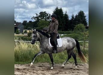 Hannover, Giumenta, 4 Anni, 162 cm, Leardo