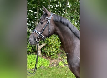 Hannover, Giumenta, 4 Anni, 162 cm, Morello