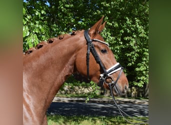 Hannover, Giumenta, 4 Anni, 162 cm, Sauro