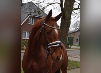 Hannover, Giumenta, 4 Anni, 162 cm, Sauro
