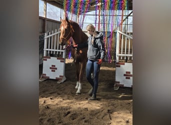 Hannover, Giumenta, 4 Anni, 162 cm, Sauro