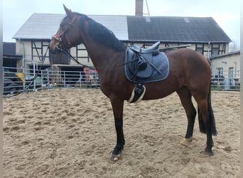 Hannover, Giumenta, 4 Anni, 163 cm, Baio