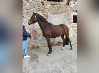 Hannover, Giumenta, 4 Anni, 163 cm, Baio