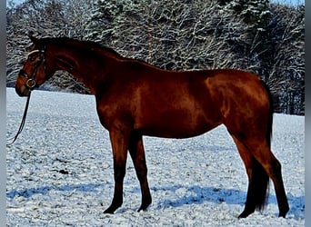 Hannover, Giumenta, 4 Anni, 163 cm, Baio