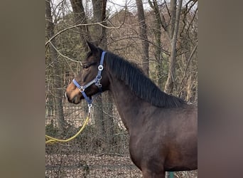 Hannover, Giumenta, 4 Anni, 163 cm, Baio