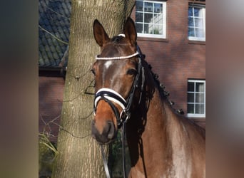 Hannover, Giumenta, 4 Anni, 163 cm, Baio