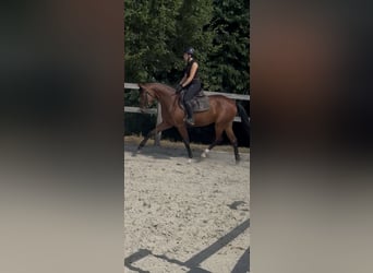 Hannover, Giumenta, 4 Anni, 163 cm, Baio