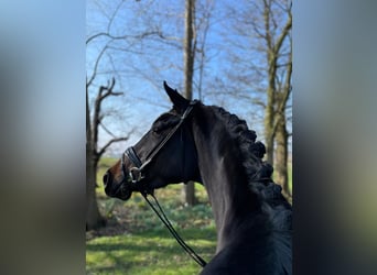 Hannover, Giumenta, 4 Anni, 163 cm, Baio scuro