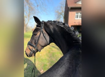 Hannover, Giumenta, 4 Anni, 163 cm, Baio scuro