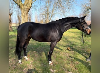 Hannover, Giumenta, 4 Anni, 163 cm, Baio scuro