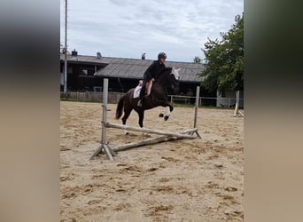 Hannover, Giumenta, 4 Anni, 163 cm, Baio scuro