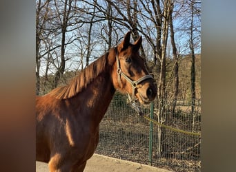Hannover, Giumenta, 4 Anni, 163 cm, Sauro