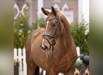 Hannover, Giumenta, 4 Anni, 163 cm, Sauro