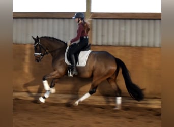 Hannover, Giumenta, 4 Anni, 164 cm, Baio