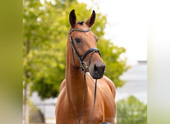 Hannover, Giumenta, 4 Anni, 164 cm, Baio