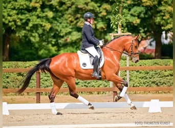 Hannover, Giumenta, 4 Anni, 164 cm, Baio