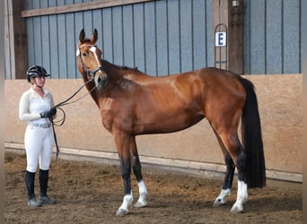 Hannover, Giumenta, 4 Anni, 164 cm, Baio