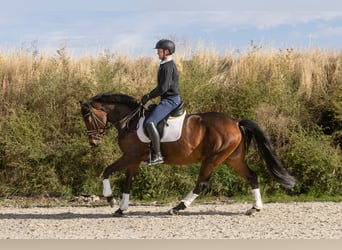Hannover, Giumenta, 4 Anni, 164 cm, Baio scuro