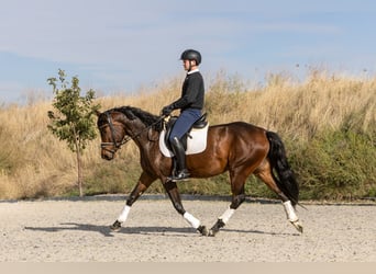 Hannover, Giumenta, 4 Anni, 164 cm, Baio scuro