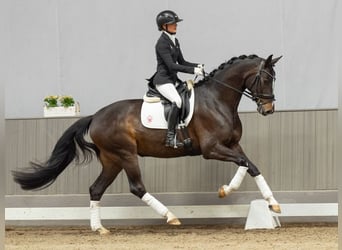 Hannover, Giumenta, 4 Anni, 164 cm, Baio scuro