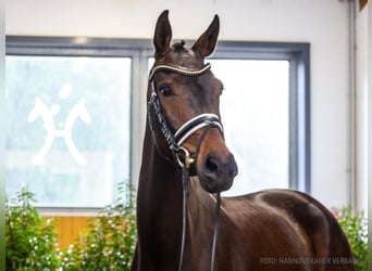 Hannover, Giumenta, 4 Anni, 164 cm, Baio scuro