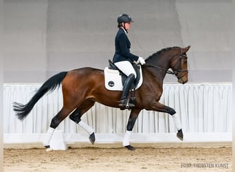 Hannover, Giumenta, 4 Anni, 164 cm, Baio scuro