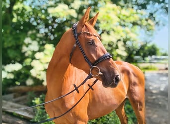 Hannover, Giumenta, 4 Anni, 164 cm, Sauro